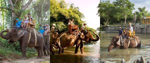 Bali Zoo Elephant Safari Ride Tour